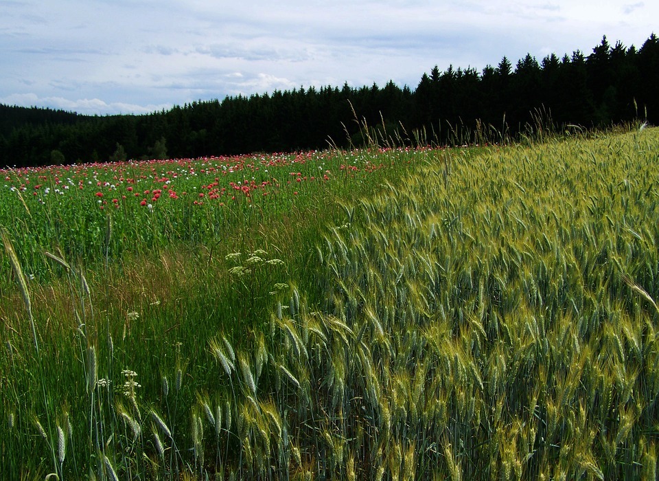 grain earth, agriculture, landscape