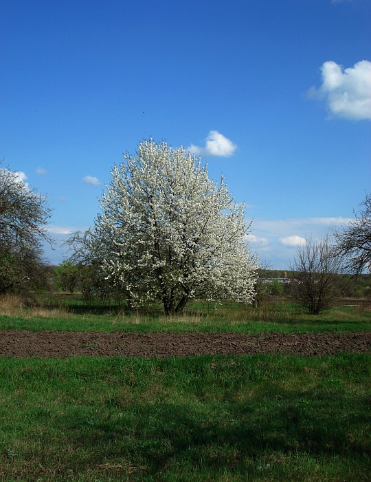 spring, flowering tree, sky