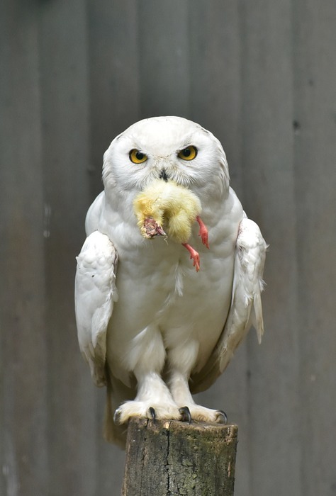 snowy owl, white, bird