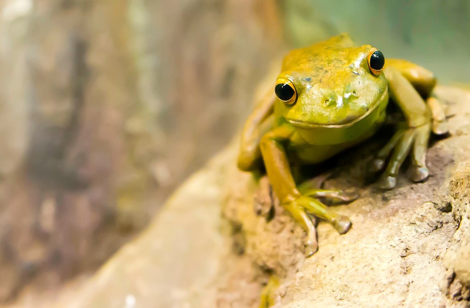 frog, amphibian, wildlife