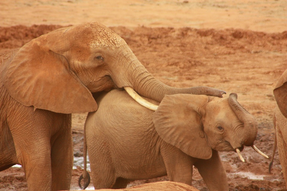 elephant, baby, animal