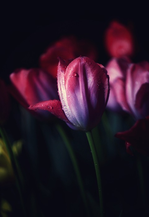 tulip, tulips, flowers