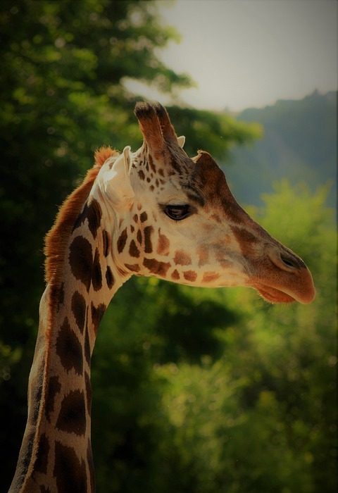 giraffe, safari, animal