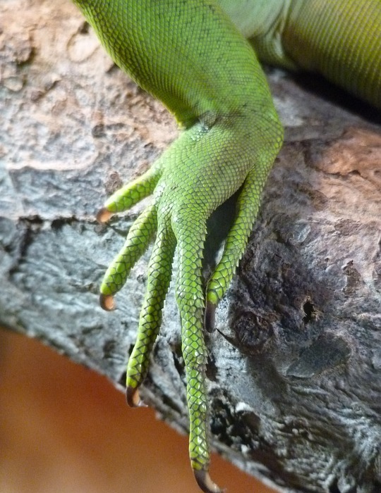 reptile, foot, claw