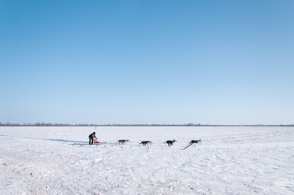 dogsled, winter, canine