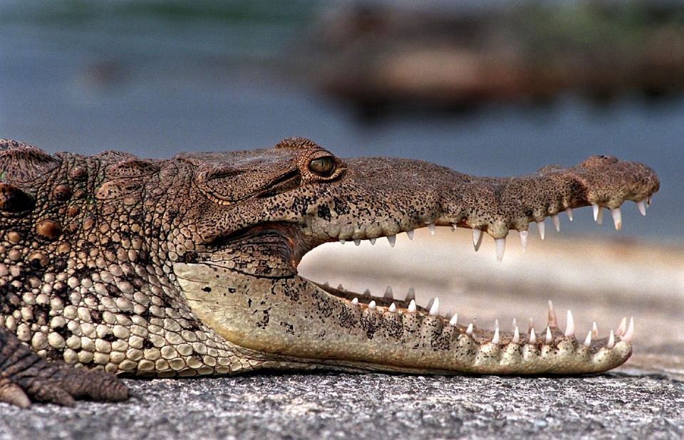 crocodile, profile, reptile