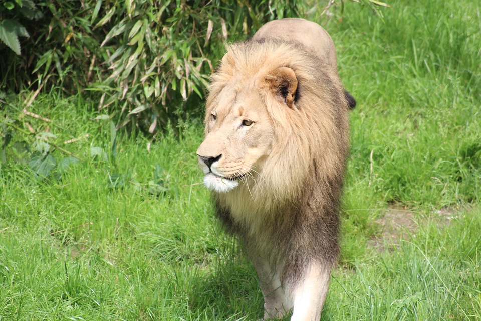 lioness, zoo, predator