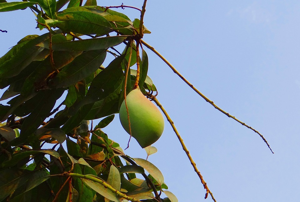 mango, totapuri, high-yield