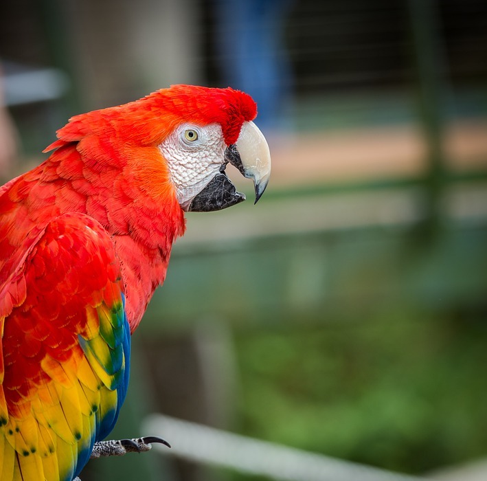 parrot, red, bird
