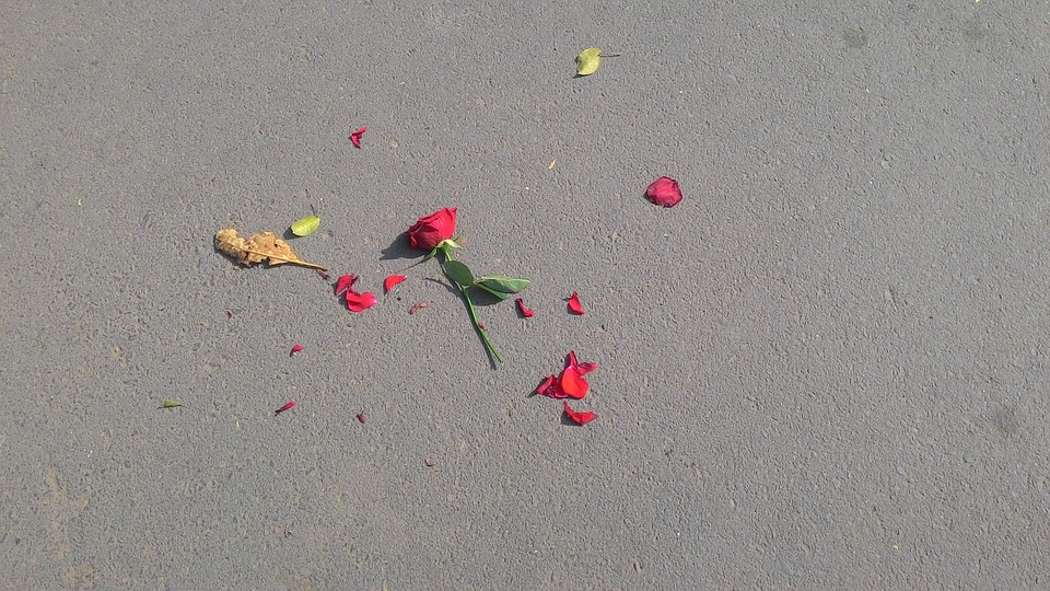 rose, flower, broken