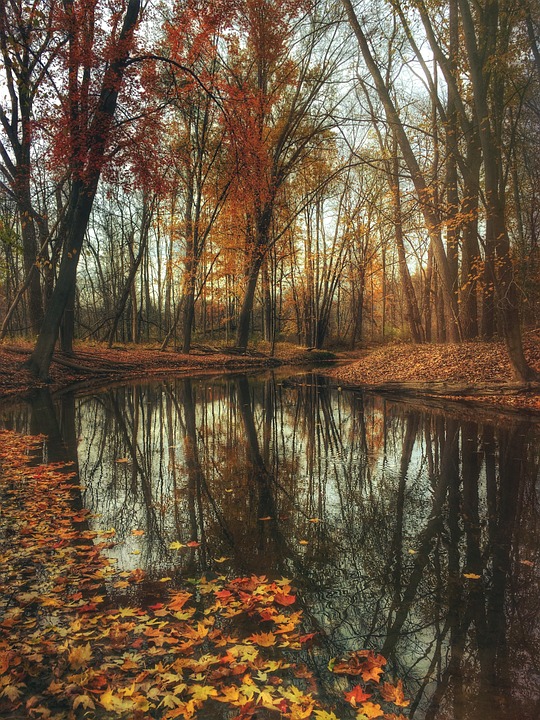 autumn, pond, woods