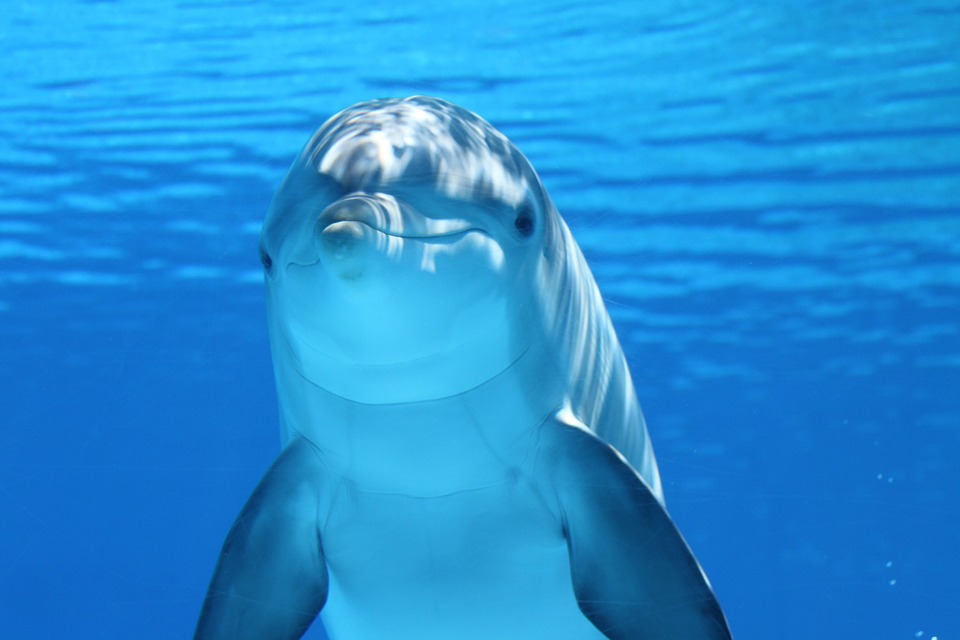 dolphin, marine mammals, water
