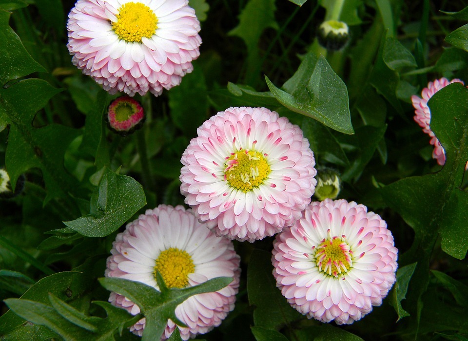 daisy, pink flowers, small flowers