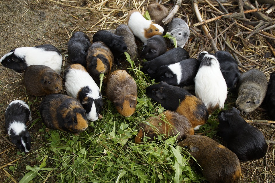 guinea pig, many, mass