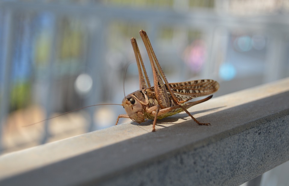 grasshopper, cricket, animals