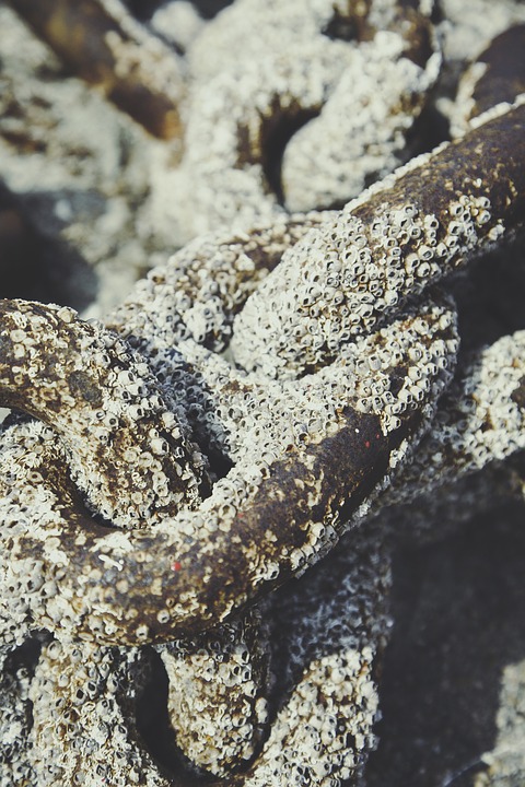 mussels, chain, deposit