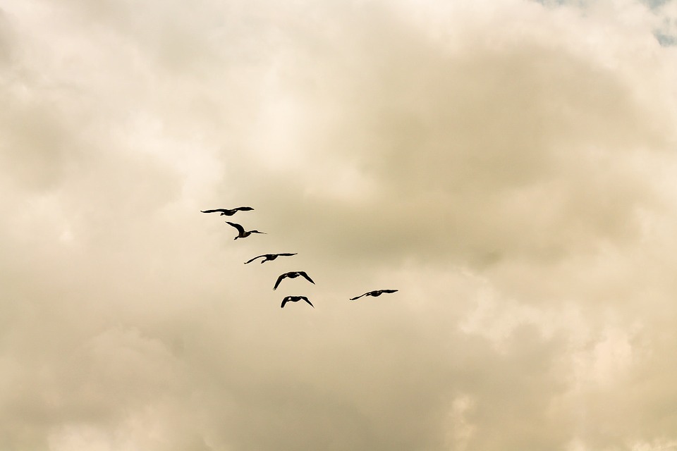 birds, animals, sky