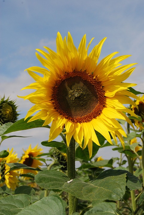 sunflower, flowers, seeds