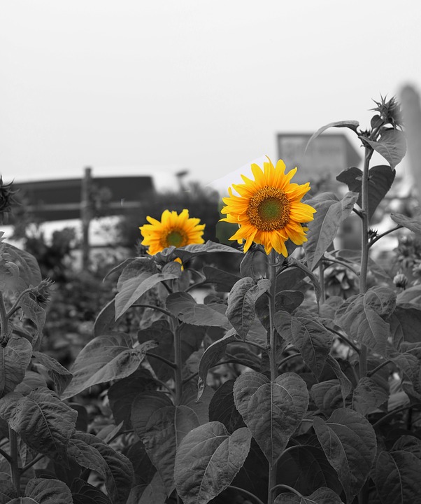 sunflower, garden, flowers