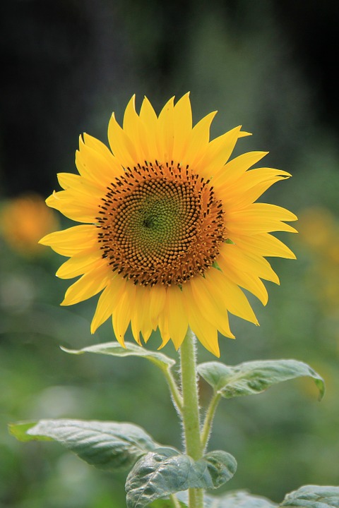 sunflower, flower, yellow