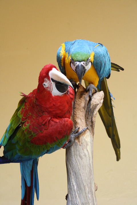 parrot, ara, bird