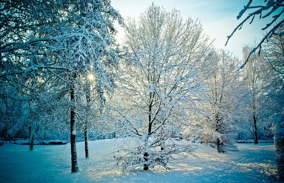 wintry, snowy, trees