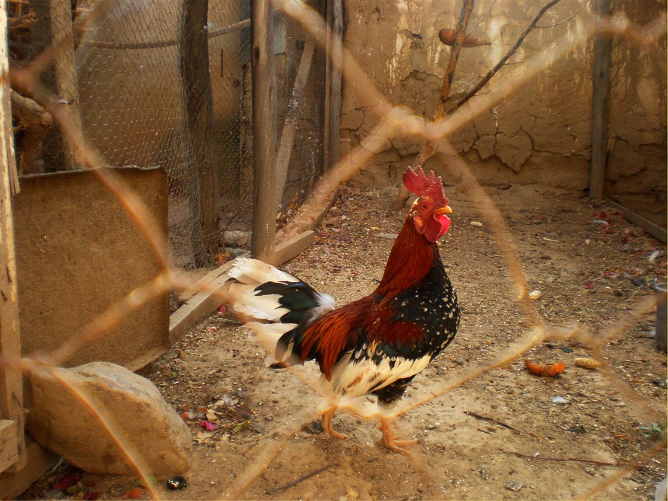 rooster, cage, poultry