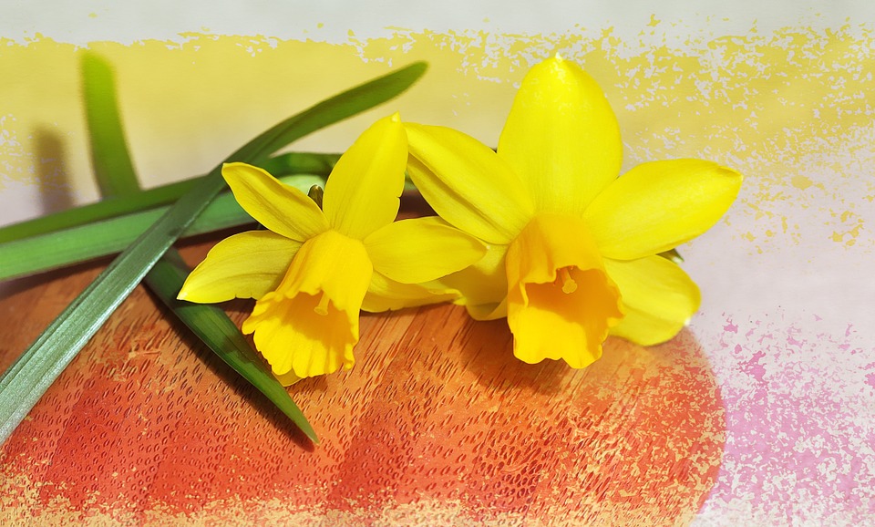 daffodils, spring flowers, early bloomer