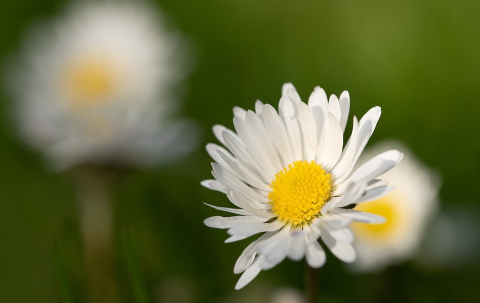 happy mothers day, daisy, flower