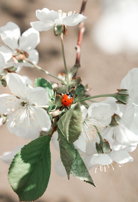flowers, spring, ladybug