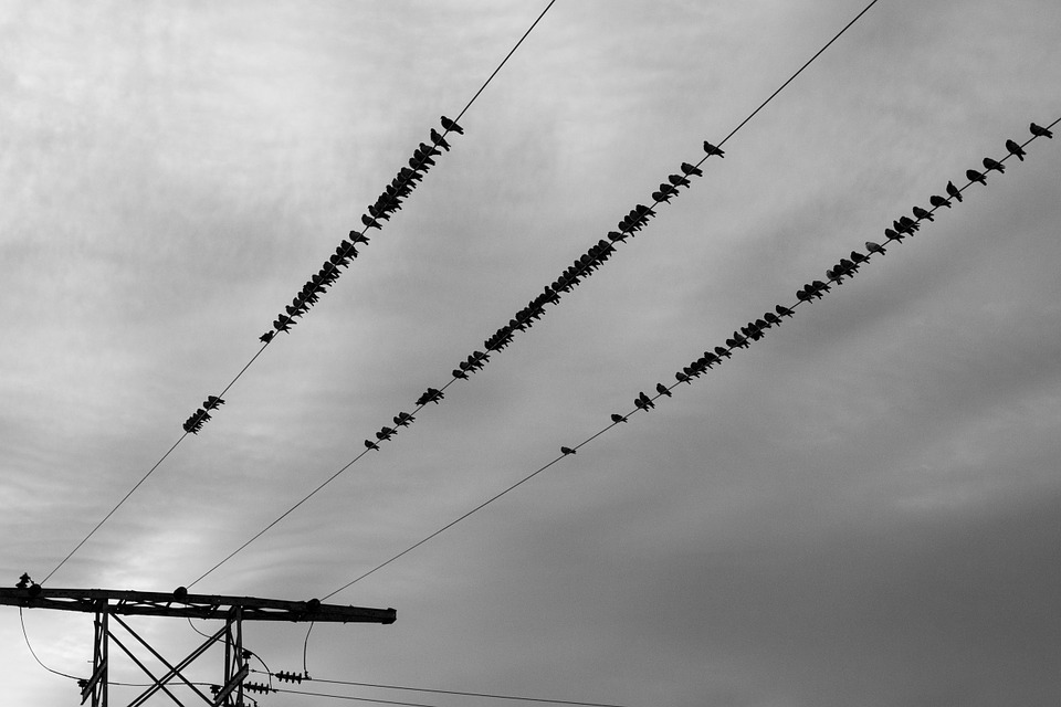 power lines, birds, sky
