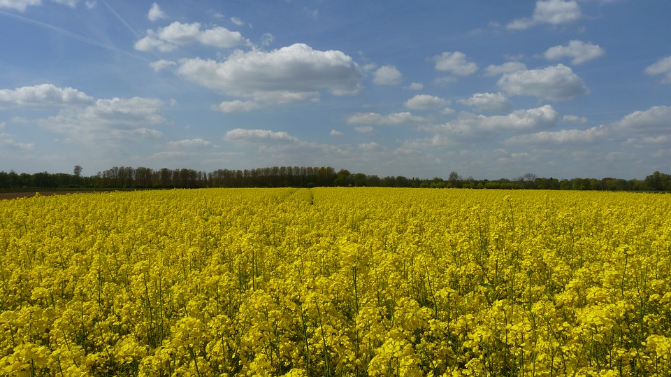 field of rapeseeds, spring, rape blossom