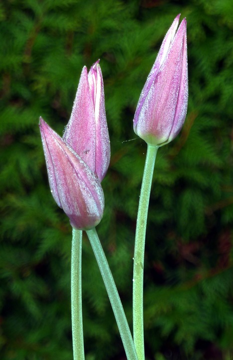 tulips, pink, morning
