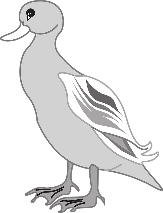 gray, bird, duck