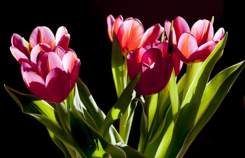 tulips, flowers, plant