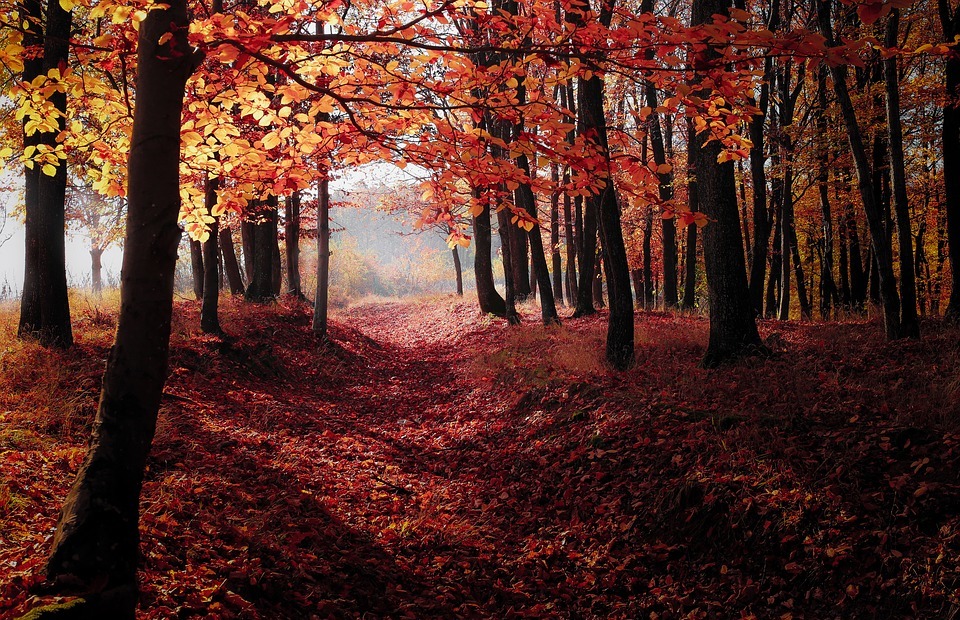 forest, autumn, fall