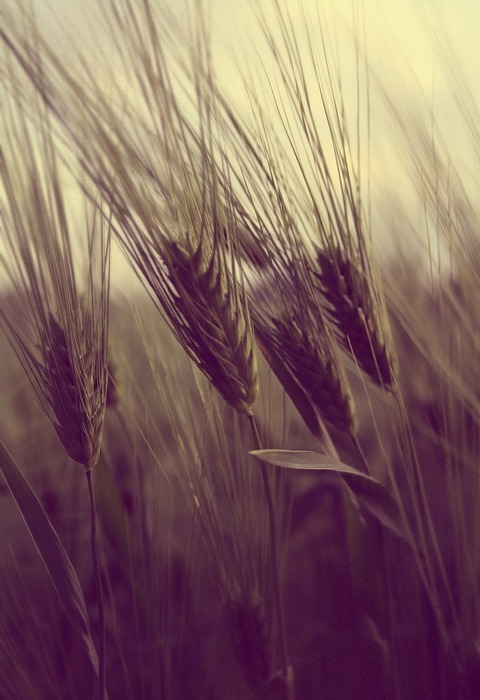 field, farming, wheat