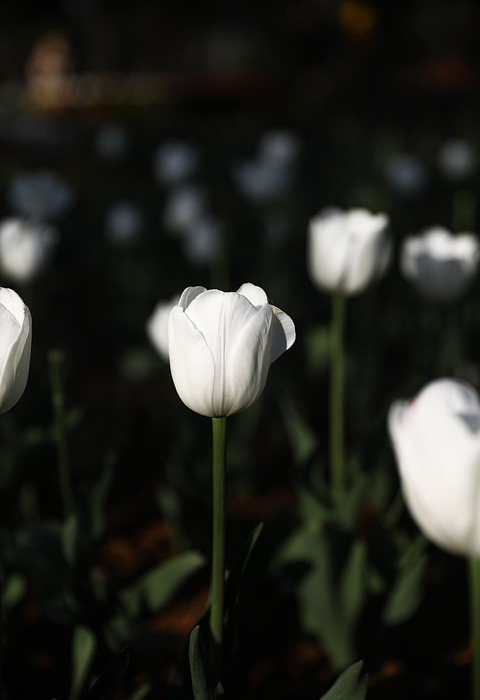 tulip, flowers, spring