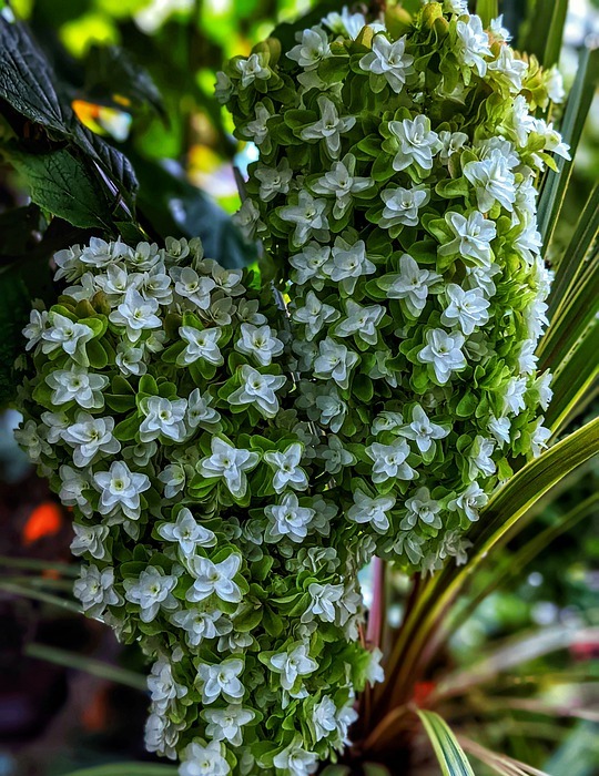 hydrangea, white flower, white hydrangea