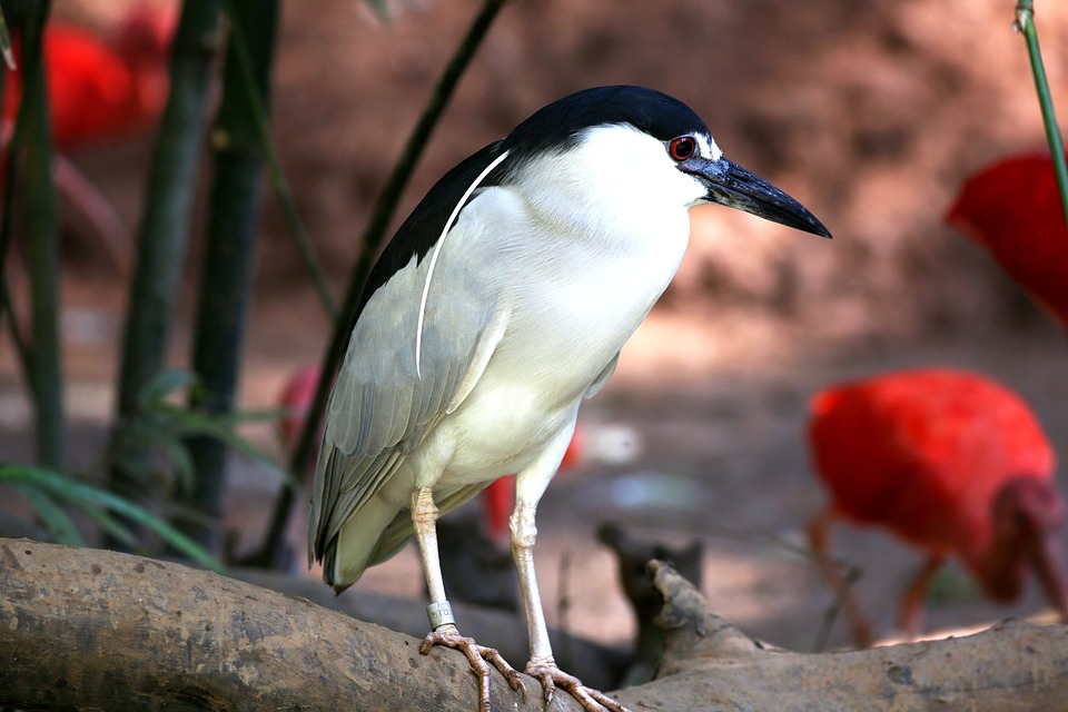bird, tropical, striated heron
