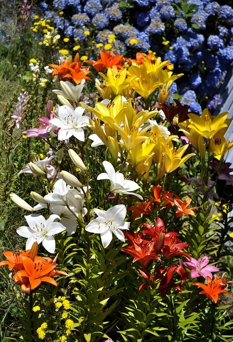 flowerbed, flowers, spring
