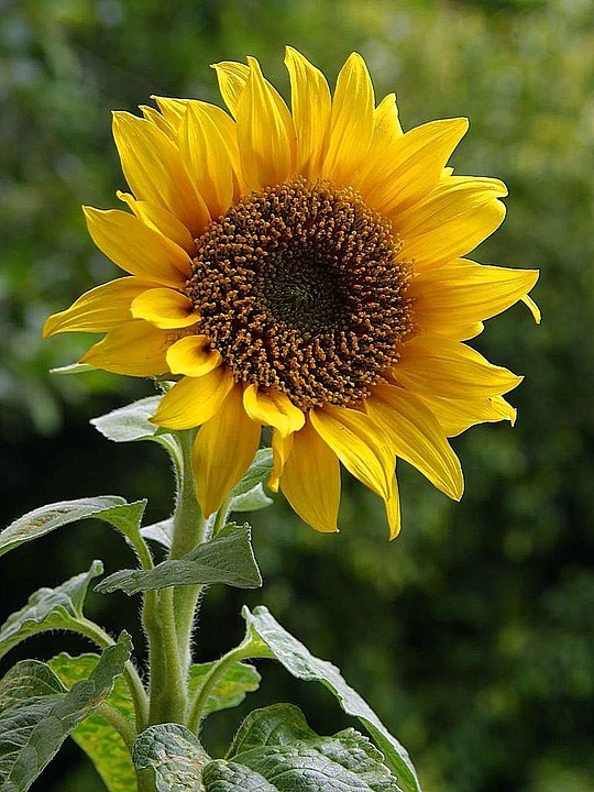 sunflower, flower, golden