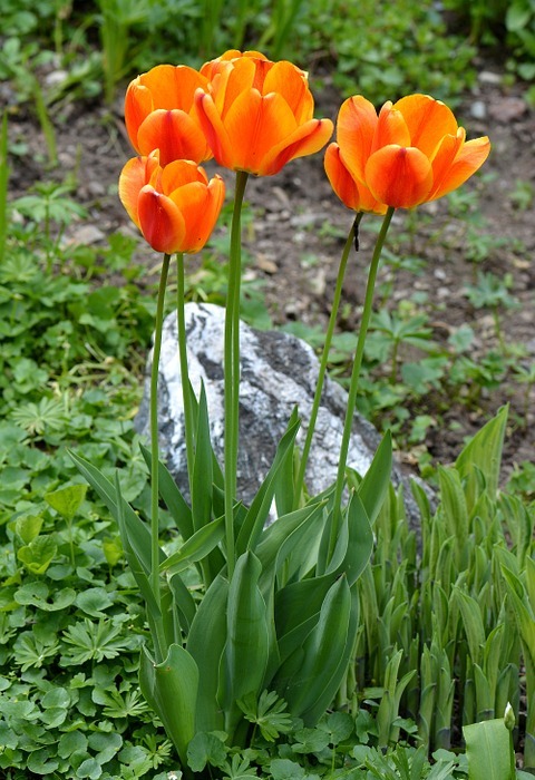 tulips, flowers, orange