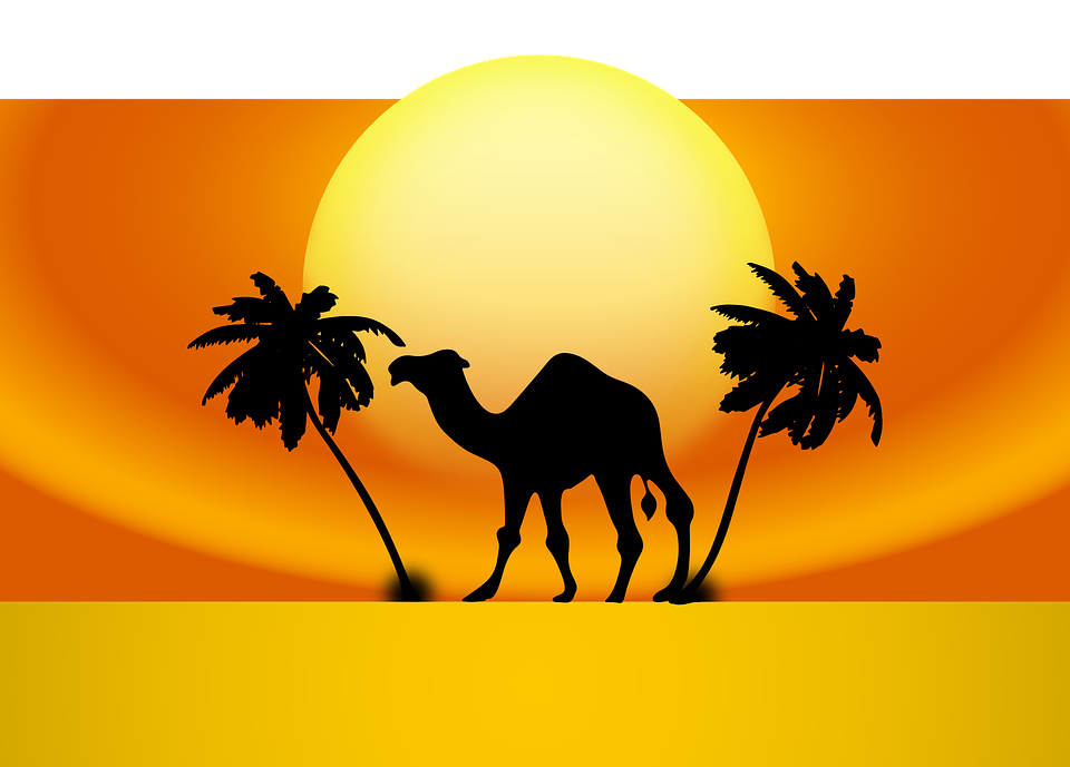 animal, camel, desert