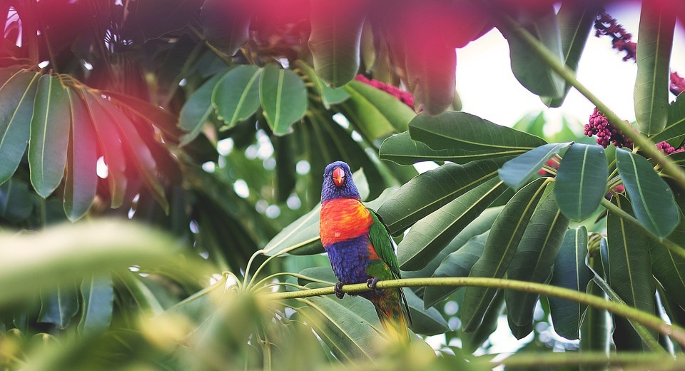 parrot, tropical, bird