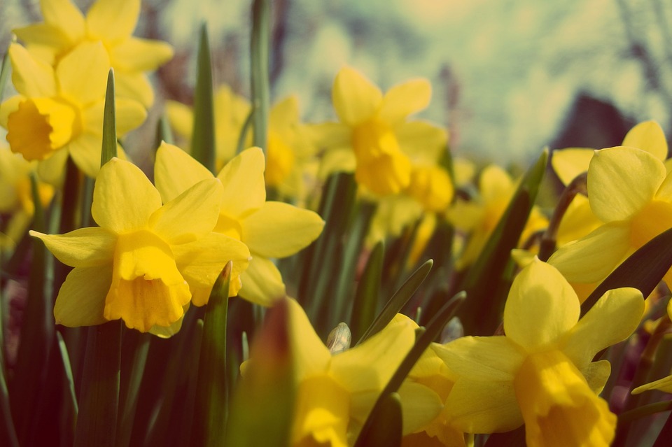 yellow, daffodils, flowers