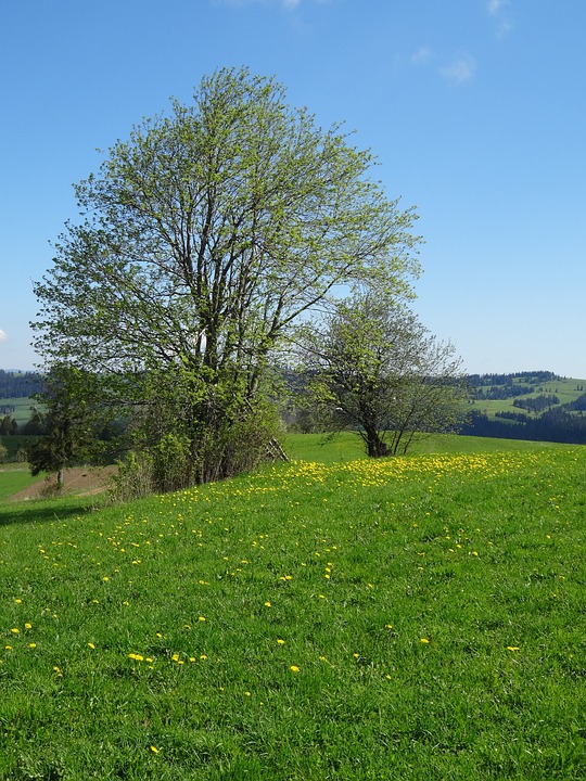 tree, meadow, spring