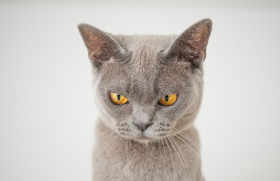 cat, face, angry