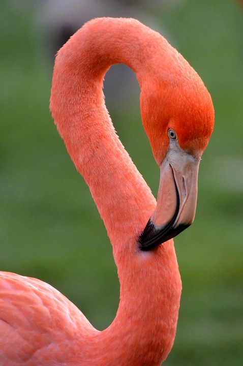 flamingo, bird, animal