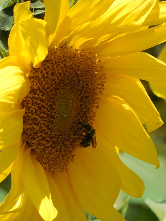 sunflower, seeds, food